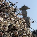 월정사 소장 불상-이조여래좌상 | 제주 매화 명소, 여러 가지 종류의 매화가 피어나는 제주도 절! 제주 월정사