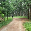 상관 공기마을 편백숲 이미지