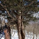 소나무 황토빌 이미지