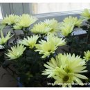 행제1리 이미지