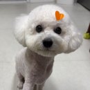 꼬또리몽 네이버블로그