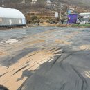 원동매화미나리집 | 양산 원동 미나리 삼겹살 5번집 후기 | 원동 매화축제 맛집, 주차·화장실 꿀팁