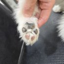 몽이뭉치애견샵 | 인계동 강아지미용은 오늘도행복하개! 뭉치 단골 미용샵