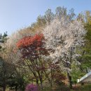 용화수 | 서울 강남 봉은사-홍매화와 용화수꽃