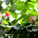 조아조아 이미지