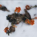 안의꽃사랑 이미지