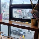 코끼리크로플