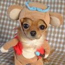 귀여운 강아지 이미지