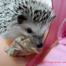 까망이PC 이미지