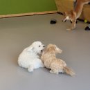 멍멍아 준비땅 이미지