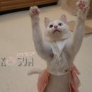 #오드아이 이미지
