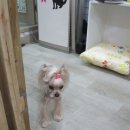 복슬 강아지미용실 이미지