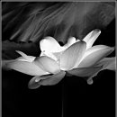 강주연못 이미지