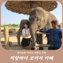 착한 코끼리네 | 치앙마이 아이동반 코끼리 카페 투어 가까운 곳 추천! For the Good Times