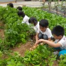 아천초등학교유치원 이미지