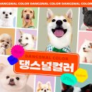 댕스널컬러 네이버블로그