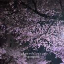 세븐일레븐 평택은혜로점 | 경기도 벚꽃명소 평택 은혜로 국제대 벚꽃길 개화상황