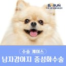 두남자동물병원 | [송파동물병원] 남자 강아지 중성화 수술 후기/수컷 강아지 중성화 수술 후기
