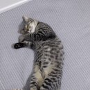 그린벨 이콰인 동물병원 | 토르 병원기록_ 수컷 고양이 중성화 수술후기, 충북혁신도시 그린벨동물병원