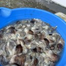 홍성식당 | 홍성 남당항 새조개 축제 가격 내돈내산 이용후기 식당 카페 맛집