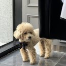 리안트