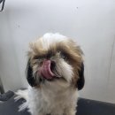 주견야DOG 이미지