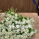 꽃눈개비플라워
