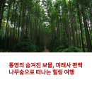 숲 | 통영 미래사 편백나무숲 나들이 후기