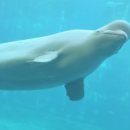 벨루가 이미지
