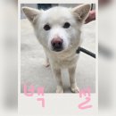 백설공주 Daum카페