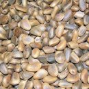 수출용 Pine Nuts 이미지