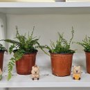 털뭉치즈 이미지