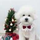 위즈퍼피(WIZ PUPPY) 이미지