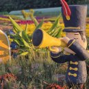 보배섬 | 2025 보배섬 국화축제 솔직후기 / 진도 축제 국화꽃축제