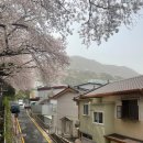 맥도생태공원제방변 | 부산여행지 온천천 벚꽃명소 + 광안리 놀거리 + 달맞이길 드라이브 코스 추천