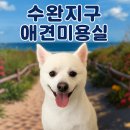 털이몽땅 이미지