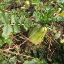 고령농장 이미지