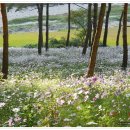 정읍 산내 "구절초 축제" 이미지