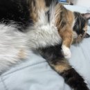 동물병원 비헤이브 이미지