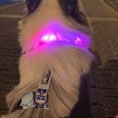 dog's 애견샵 이미지