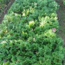 백삼농장 이미지