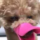 (주)핫독 이미지