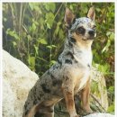 티나리안 이미지