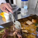 삼각식당 | 알쭈꾸미 샤브샤브 맛집 개나리식당 삼각지점 솔직후기