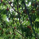 은혜농장 이미지