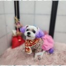 예쁘개# 애견미용실 이미지