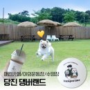 댕버랜드 | 당진 애견카페 야외운동장 수영장 댕버랜드 다녀온 찐만족 후기☘️ 내돈내산