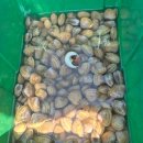 대산가스 | 명주조개 포인트로 유명한 서산 대산쪽에 다녀온 후기