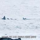 제돌이를 위협하는 돌고래 선박관광 이미지