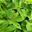 열려라 참깨 이미지